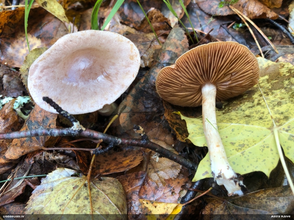 Tīmeklene Cortinarius sp.