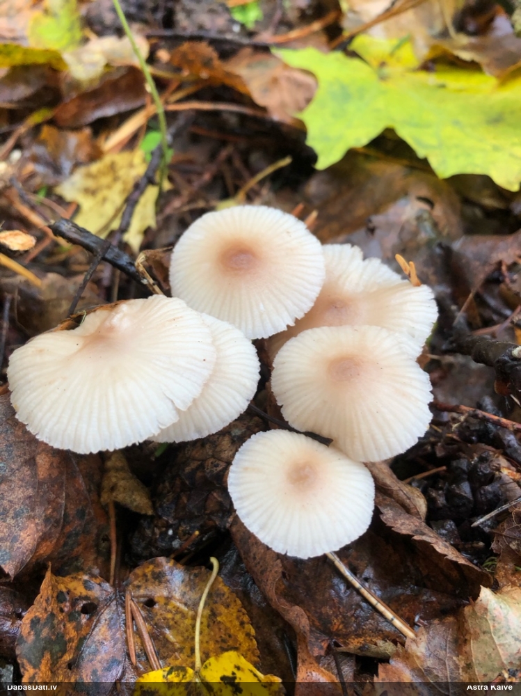 Sēntiņa (nenoteikta)