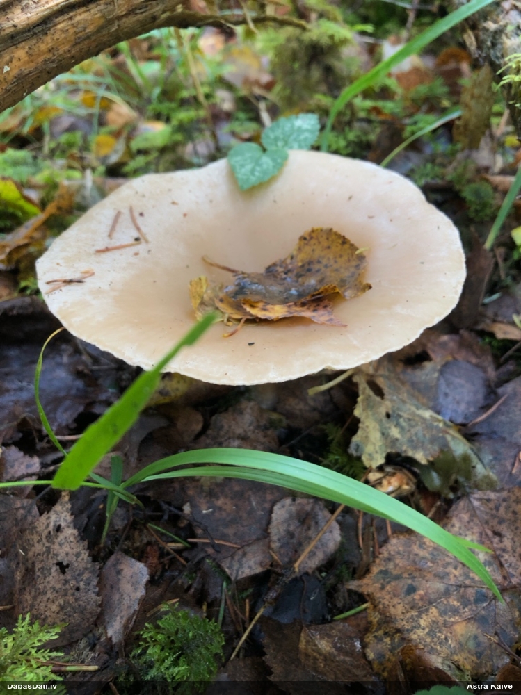 Dzeltenpelēkā piltuvene