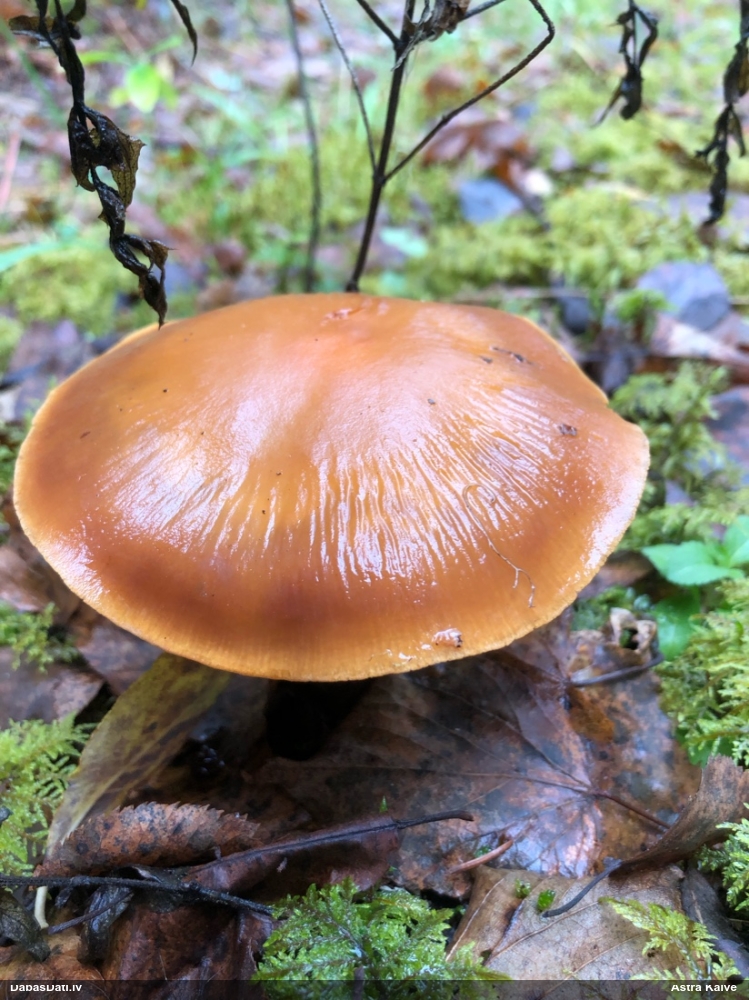 Tīmeklene Cortinarius sp.