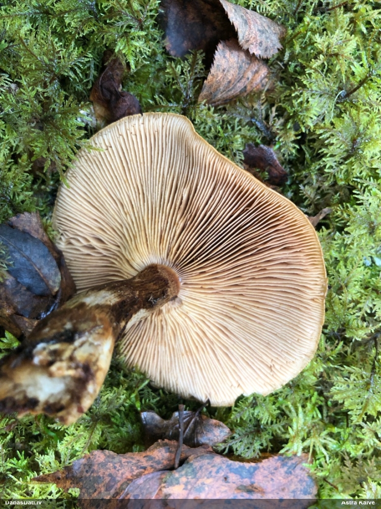 Tīmeklene Cortinarius sp.