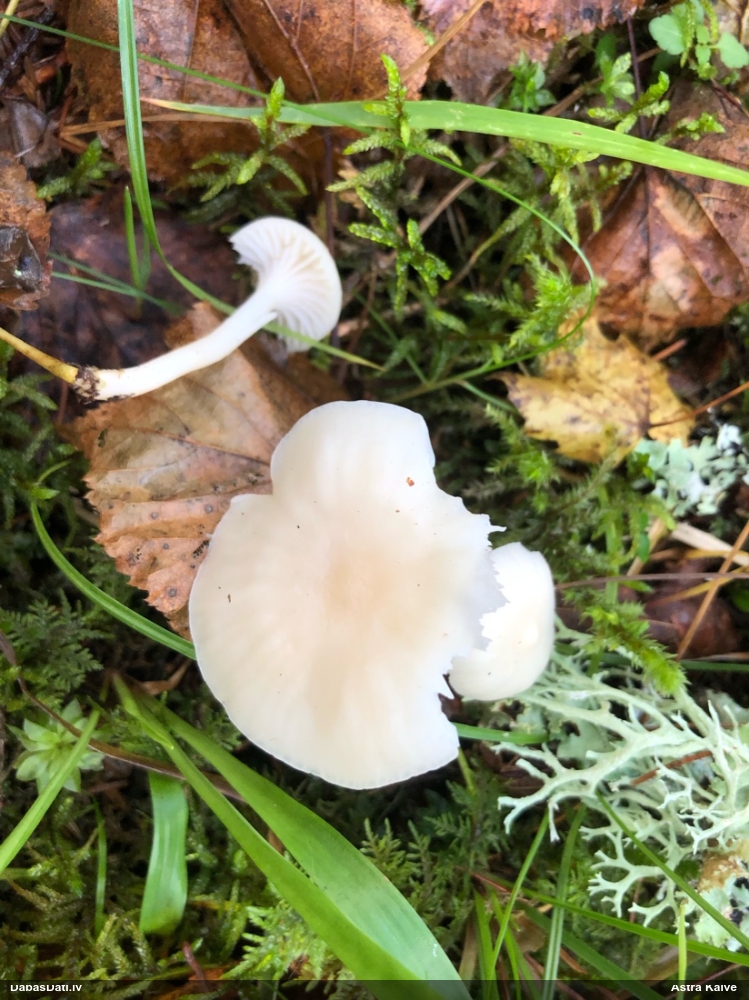 Sniegbaltā biezlapīte