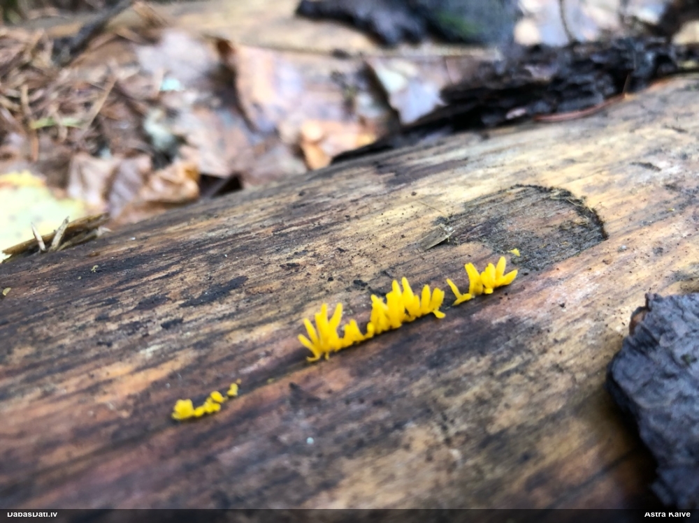 Zaraine Calocera furcata