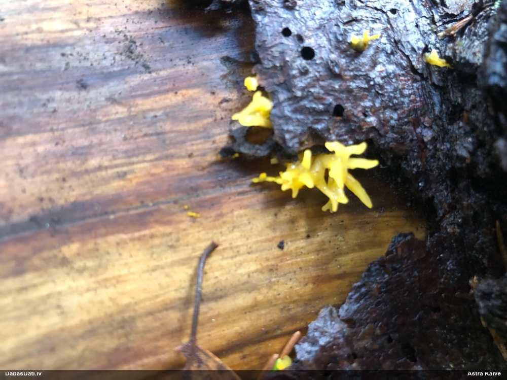 Zaraine Calocera furcata