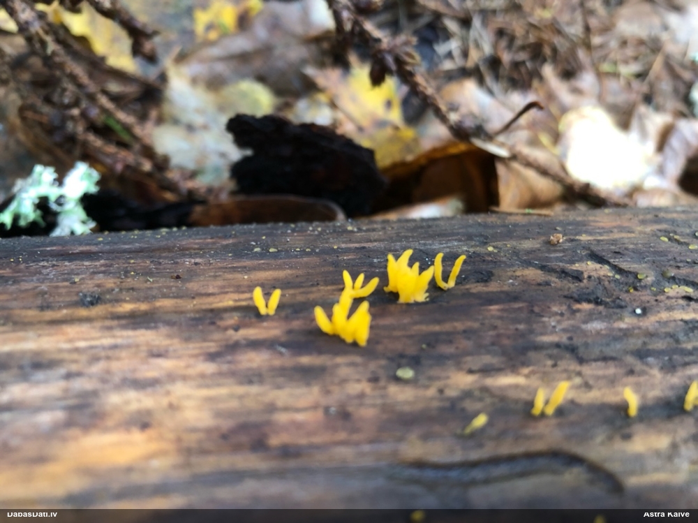 Zaraine Calocera furcata