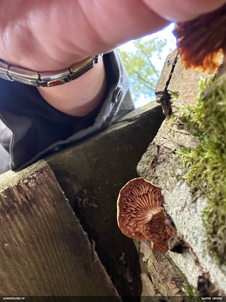 Sūrā pundurkamolene