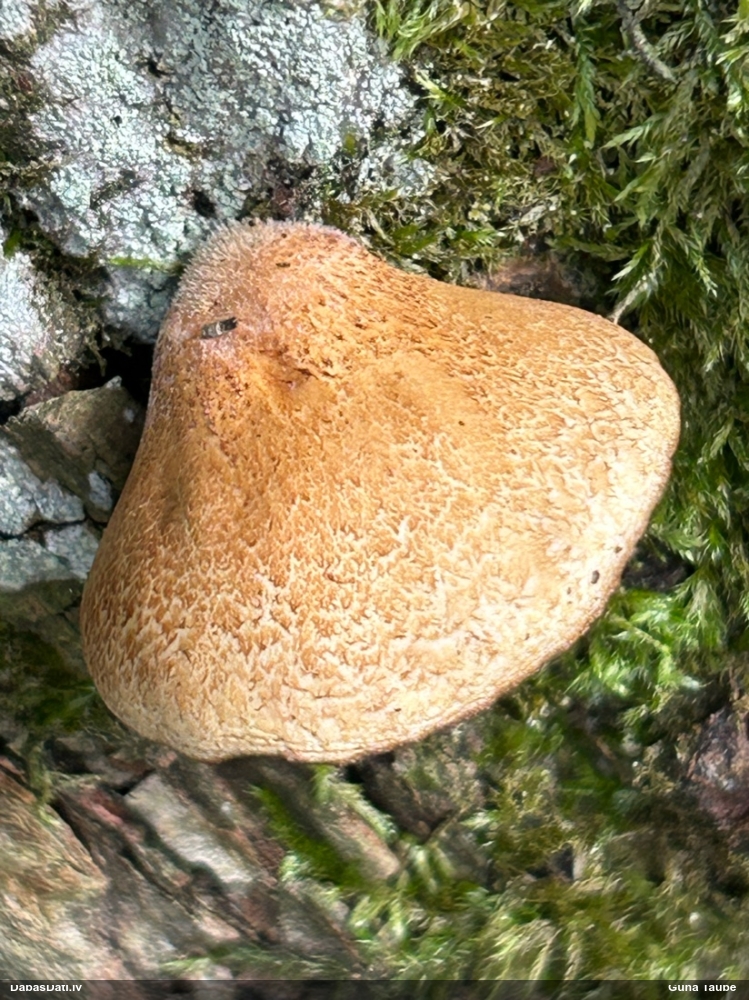 Sūrā pundurkamolene
