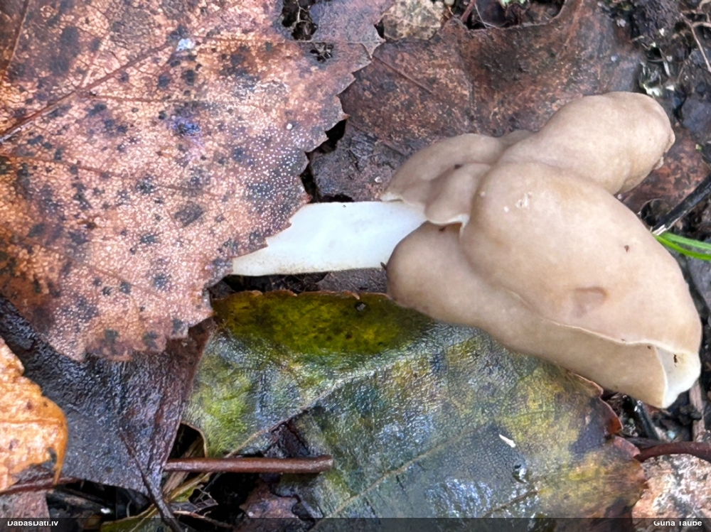Elastīgais rumpucis