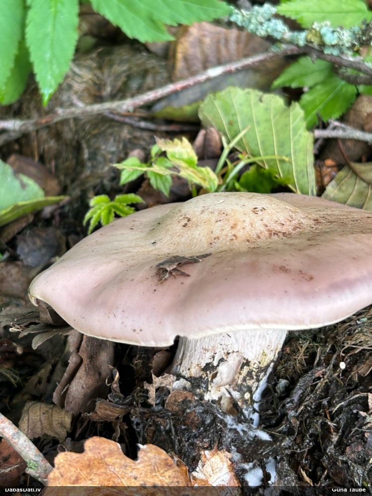 Kailā aplocene