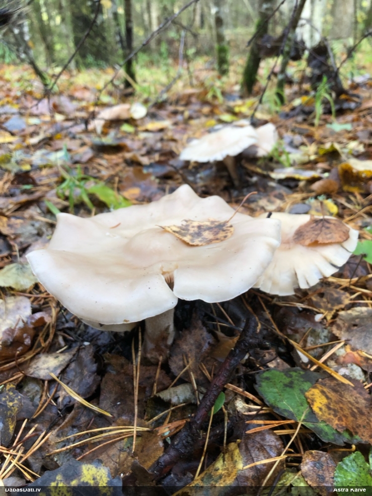 Dūmainā aplocene, piltuvene, liepene