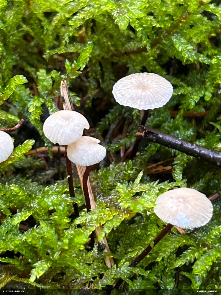 Vītene (nenoteikta)
