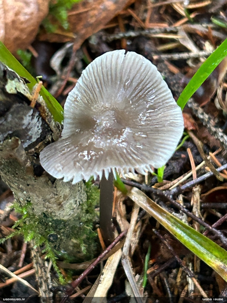 Sēntiņa (nenoteikta)