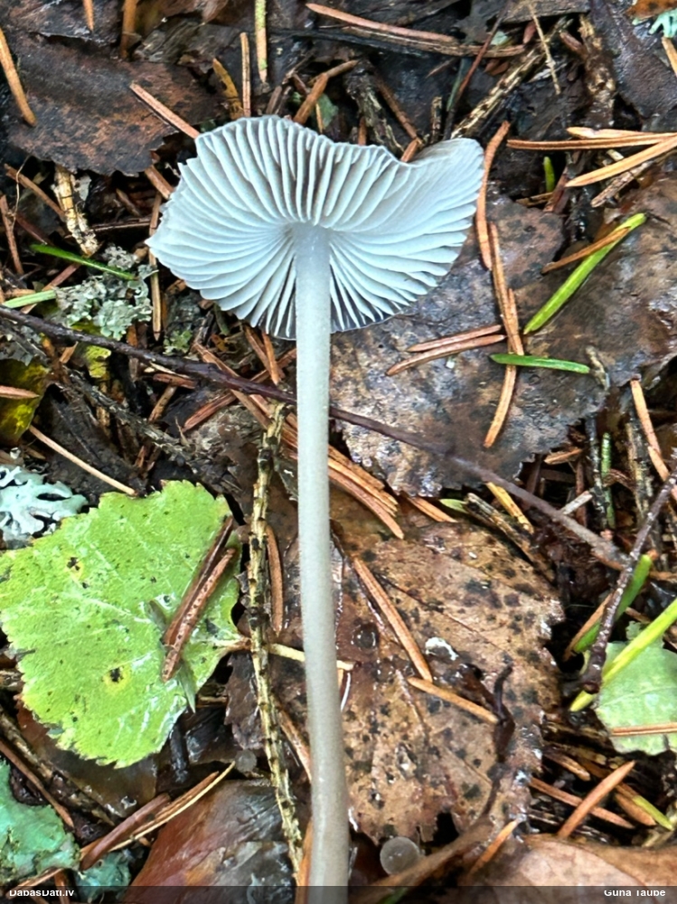 Sēntiņa (nenoteikta)