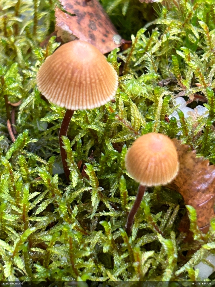 Sēntiņa (nenoteikta)