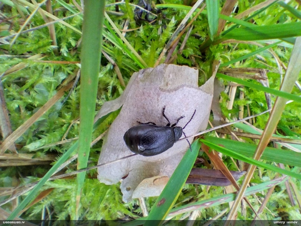 Lapgrauzis Galeruca tanaceti
