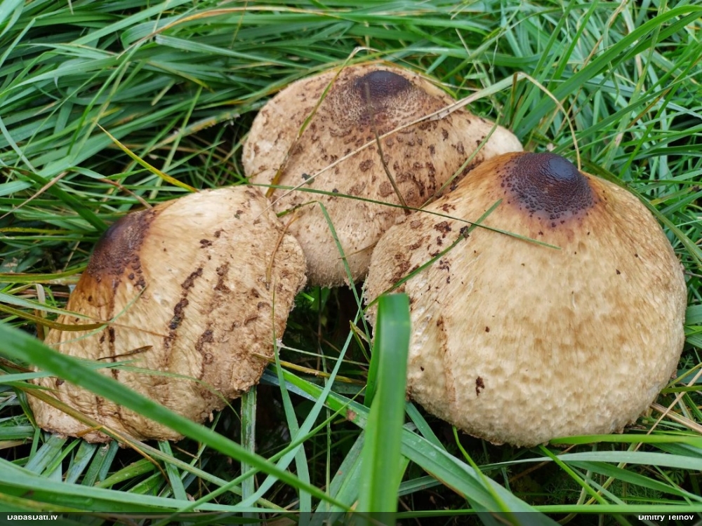 Dižsardzene (nenoteikta)