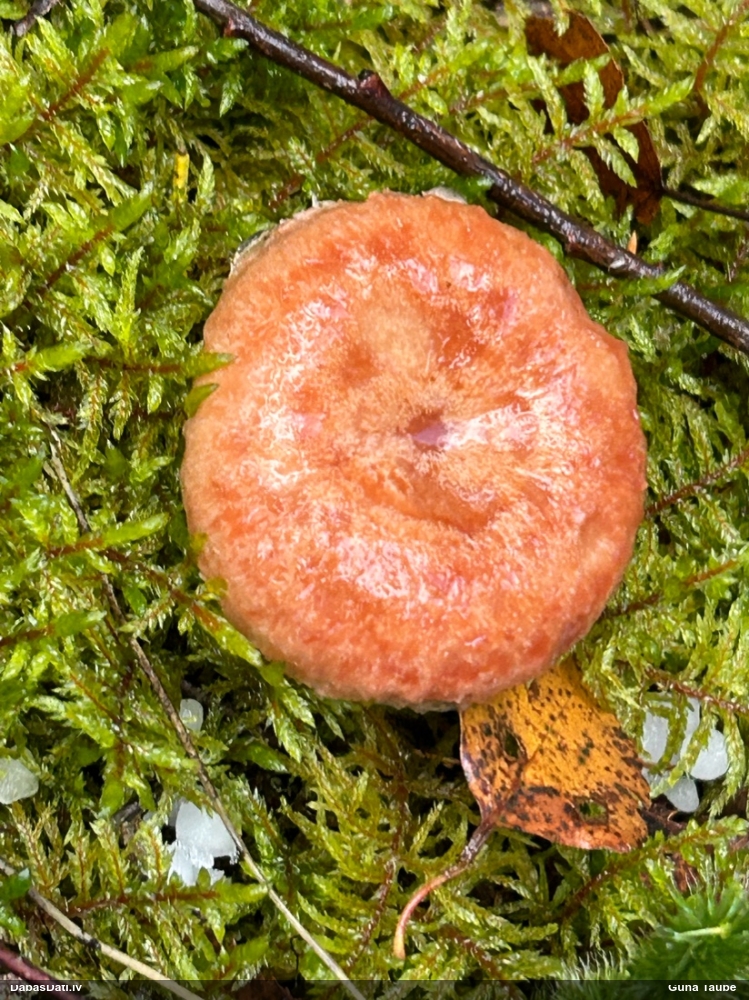Parastais vilnītis
