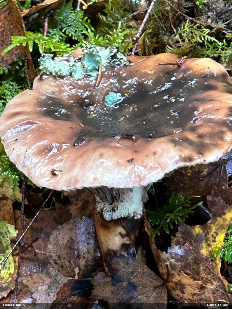 Eglaines zeltkāte