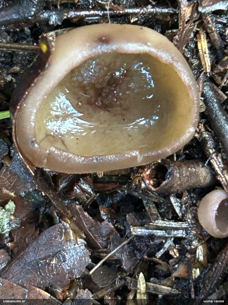Kaussēne Peziza sp.