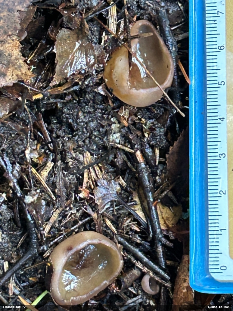 Kaussēne Peziza sp.