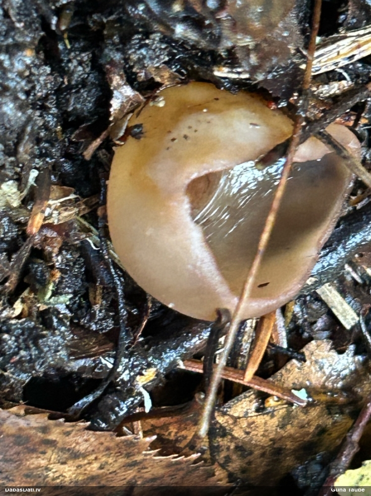 Kaussēne Peziza sp.