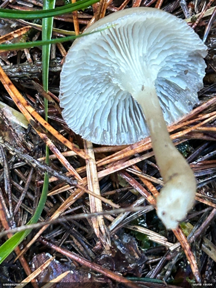 Gliemezene (nenoteikta)