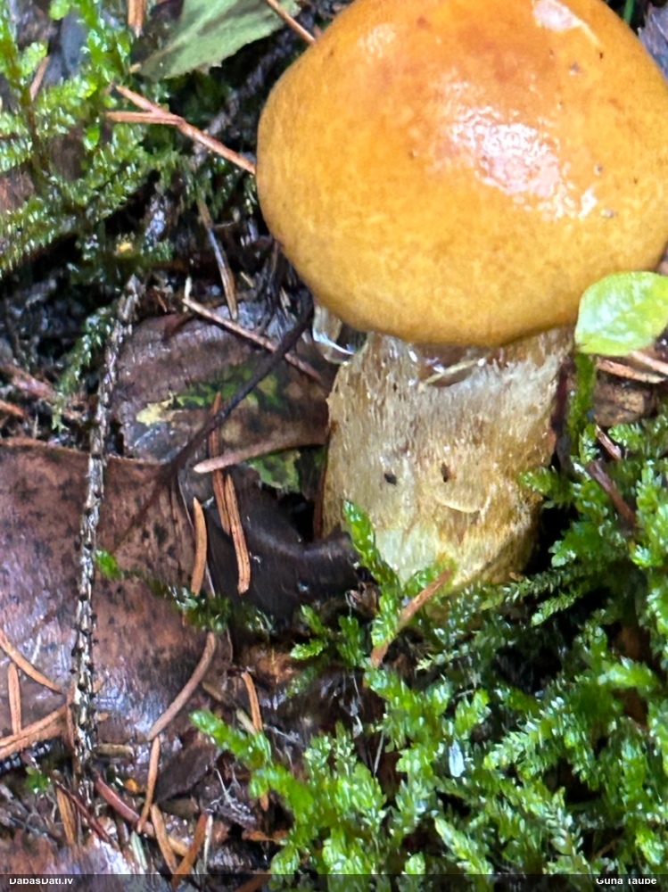 Tīmeklene Cortinarius sp.