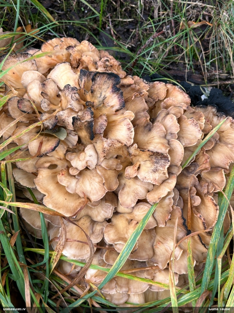Daivainā čemurene