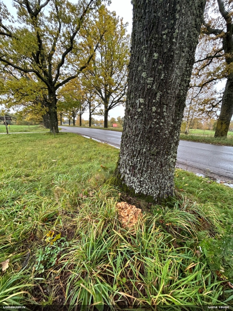 Daivainā čemurene