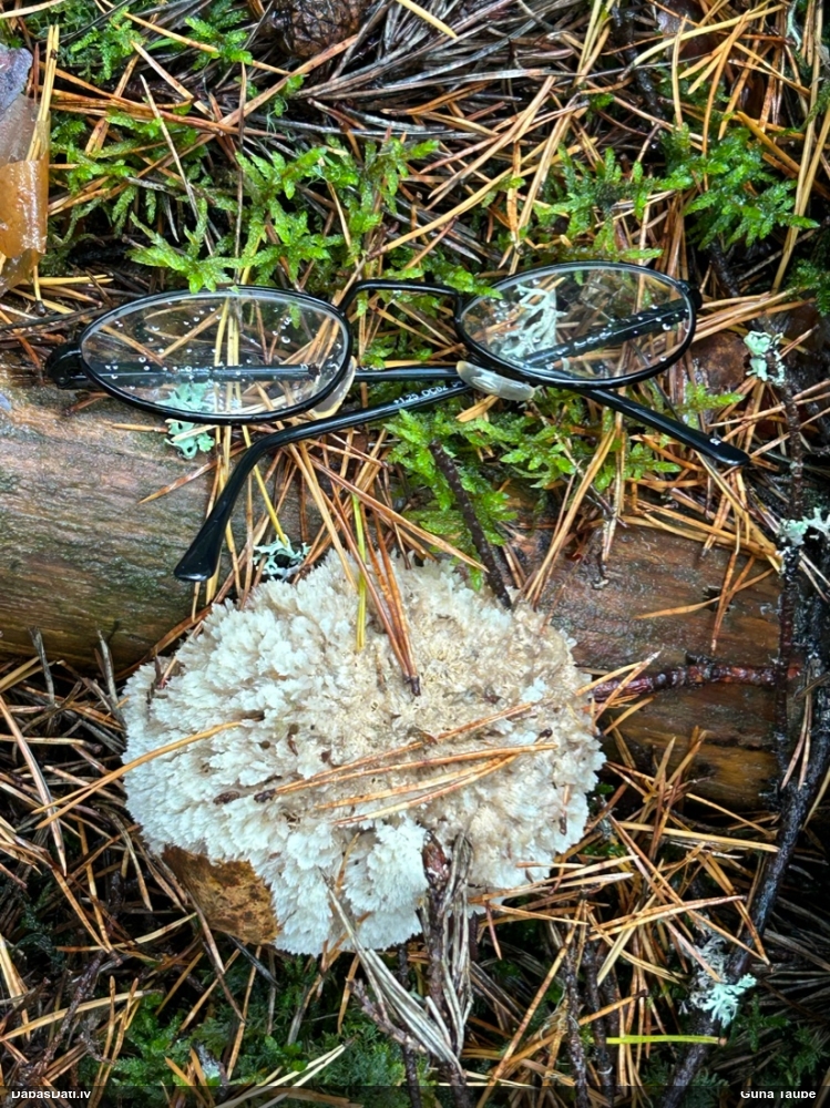 Pūkainā mīkstpiepe