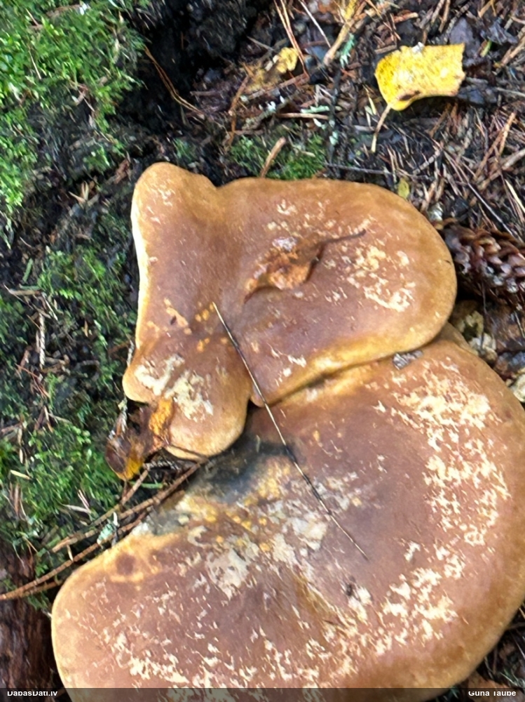 Samtainā mietene