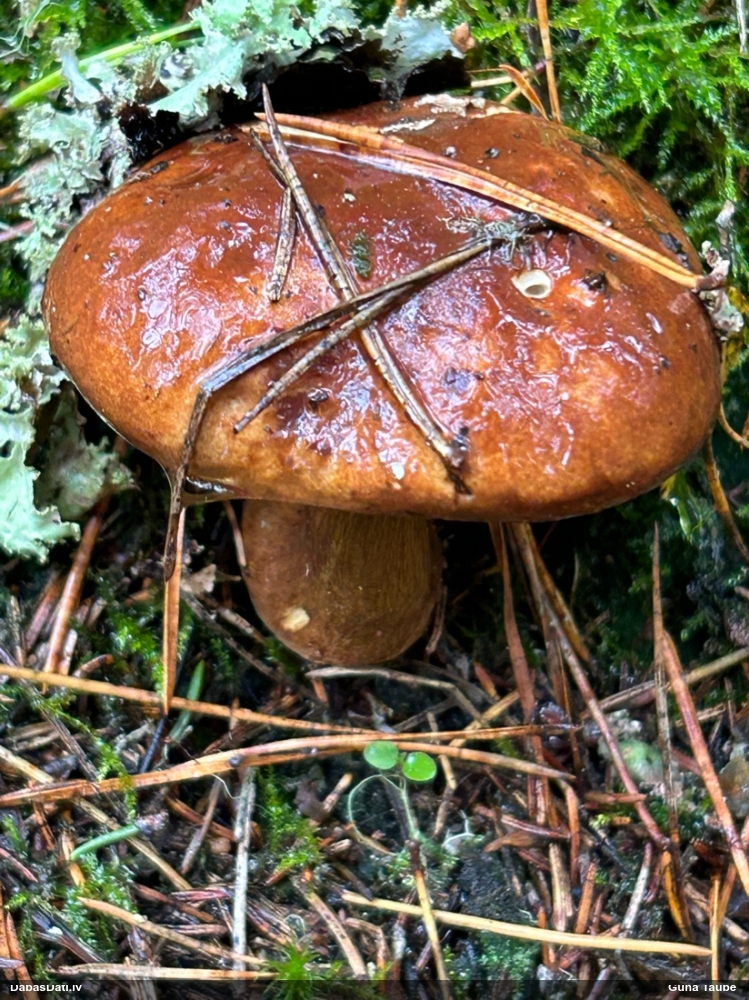 Lāču samtbeka