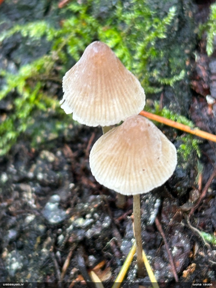 Sēntiņa (nenoteikta)