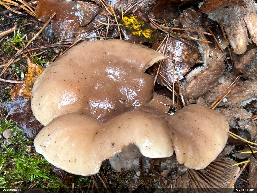 Dūmainā aplocene, piltuvene, liepene