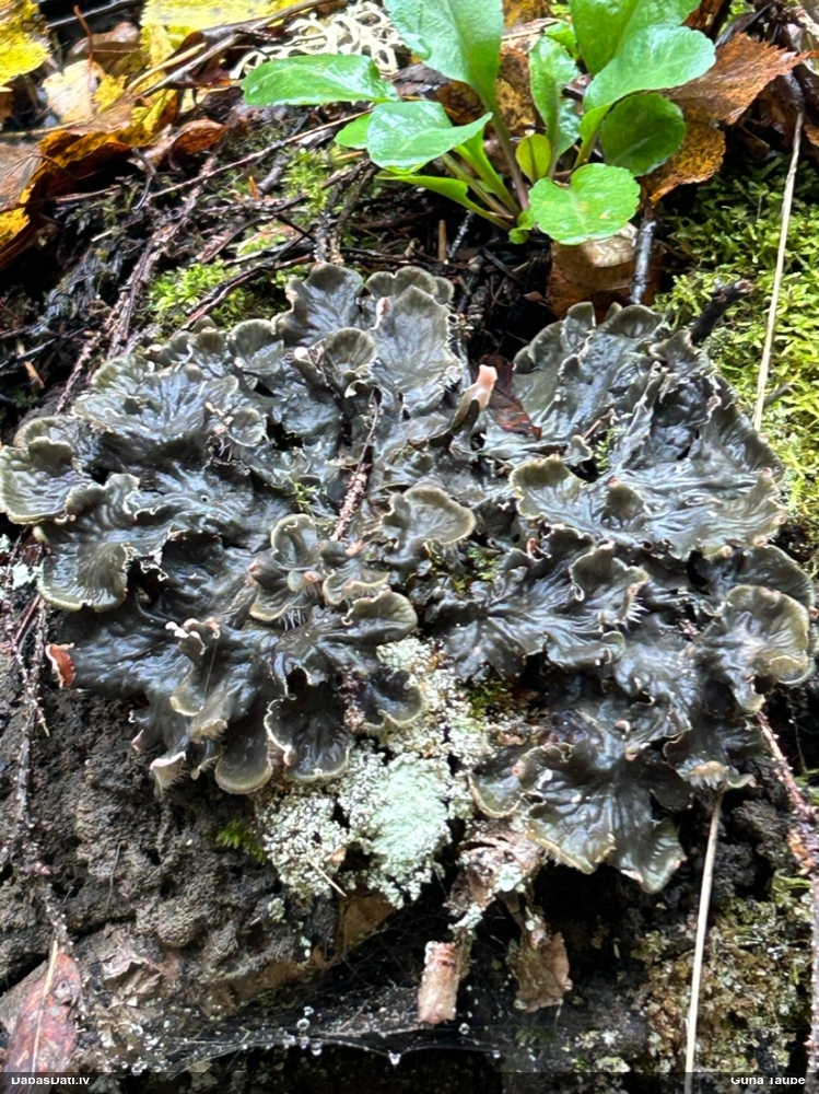 Peltīgera (nenoteikta)