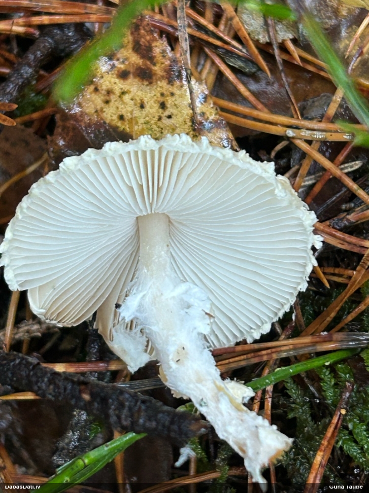 Vairoga saulsardzene