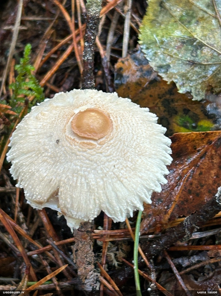 Vairoga saulsardzene