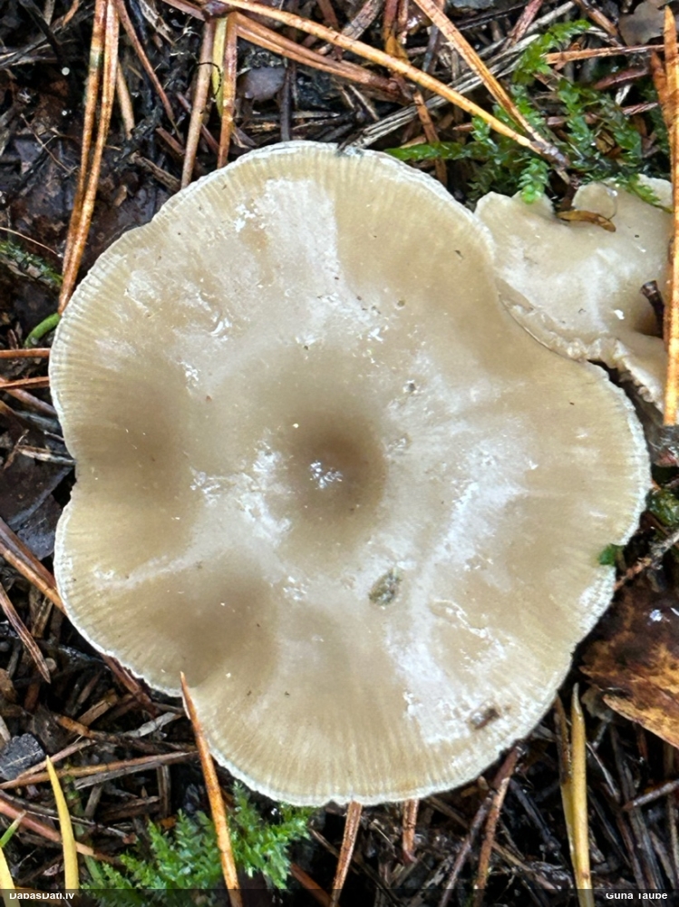 Piltuvene (nenoteikta)