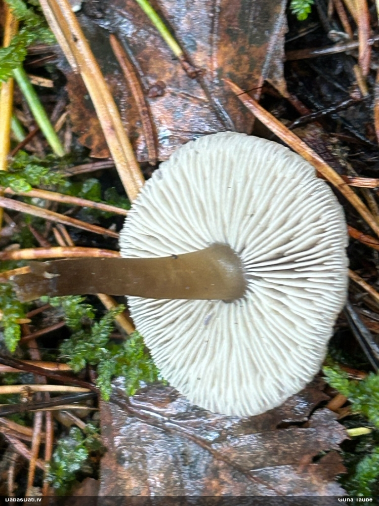 Piltuvene (nenoteikta)