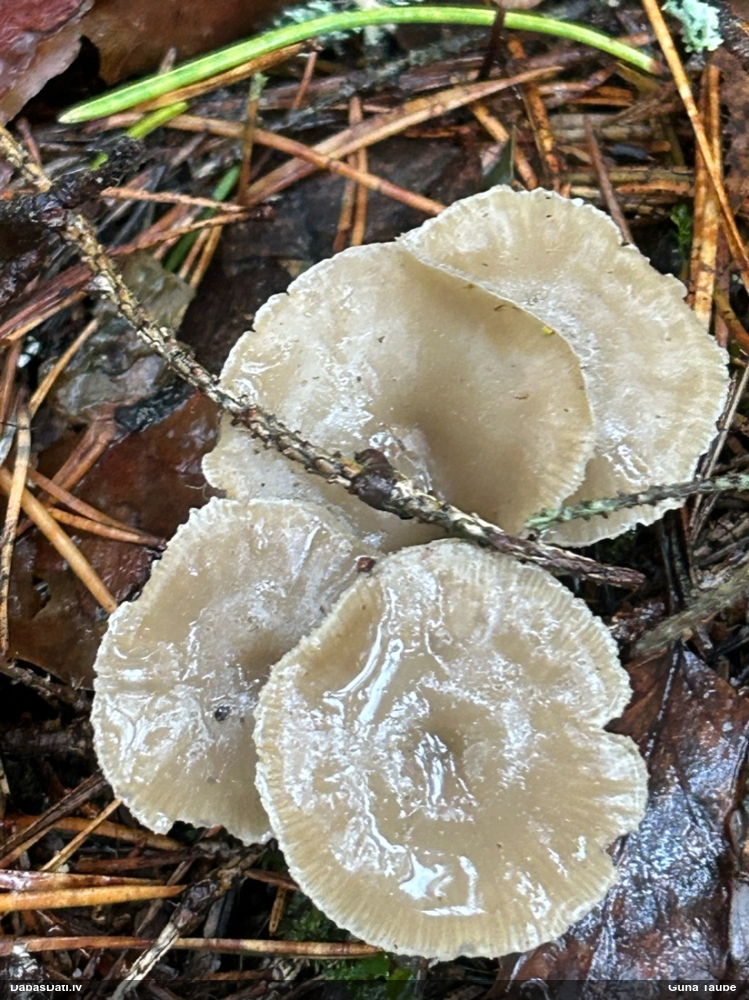 Piltuvene (nenoteikta)