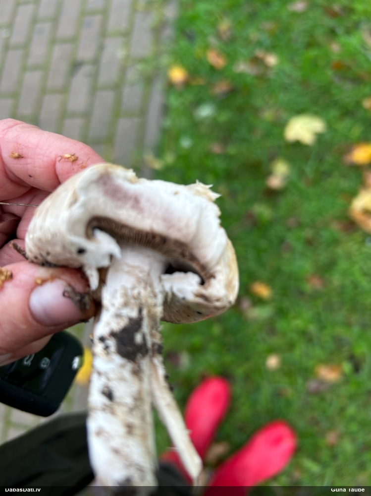 Pilsētas atmatene