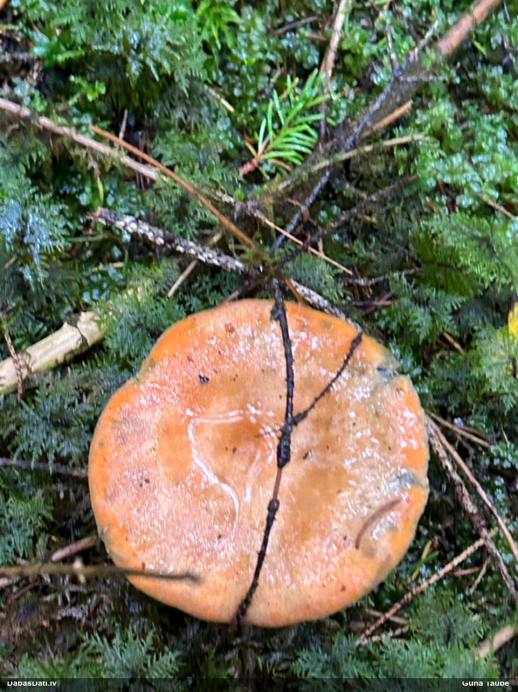 Parastais vilnītis