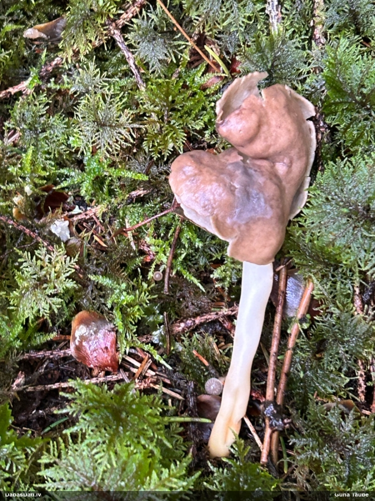 Elastīgais rumpucis