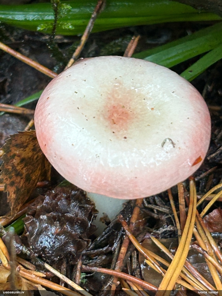 Bērzlape (nenoteikta)