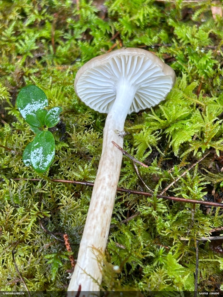 Olīvbaltā gliemezene