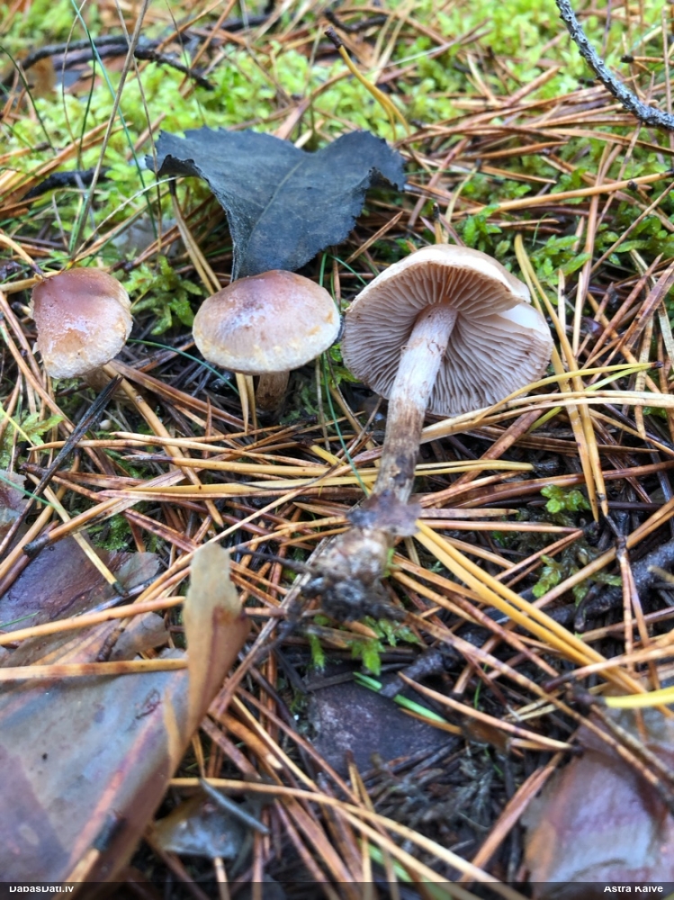 Brūnvidus bārkstmale