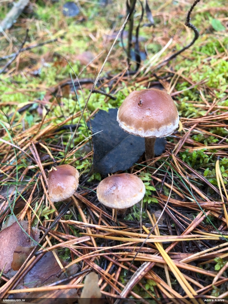 Brūnvidus bārkstmale
