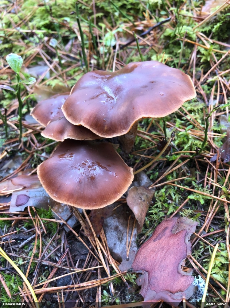 Tīmeklene Cortinarius sp.