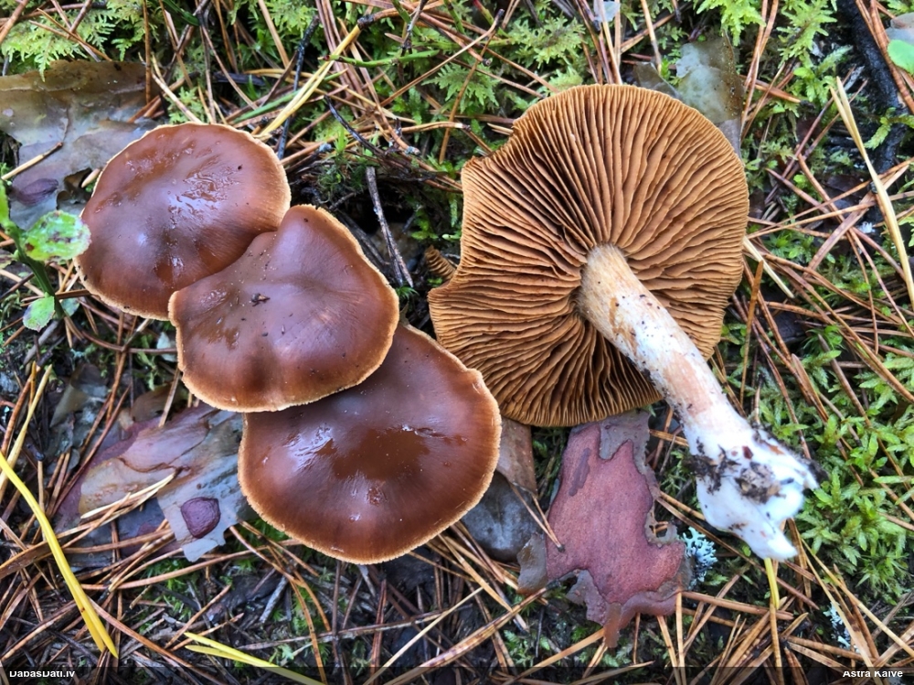 Tīmeklene Cortinarius sp.