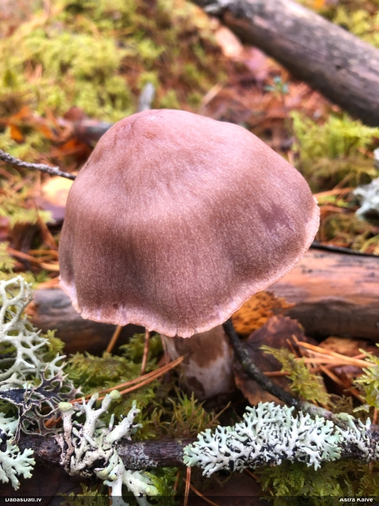 Tīmeklene Cortinarius sp.